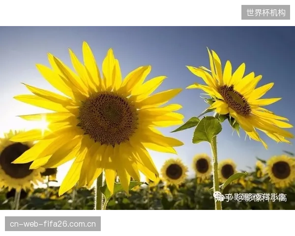 面对炎热气候，克拉克或放弃高位压迫战术，转而采用更节省体能的中场回收策略。